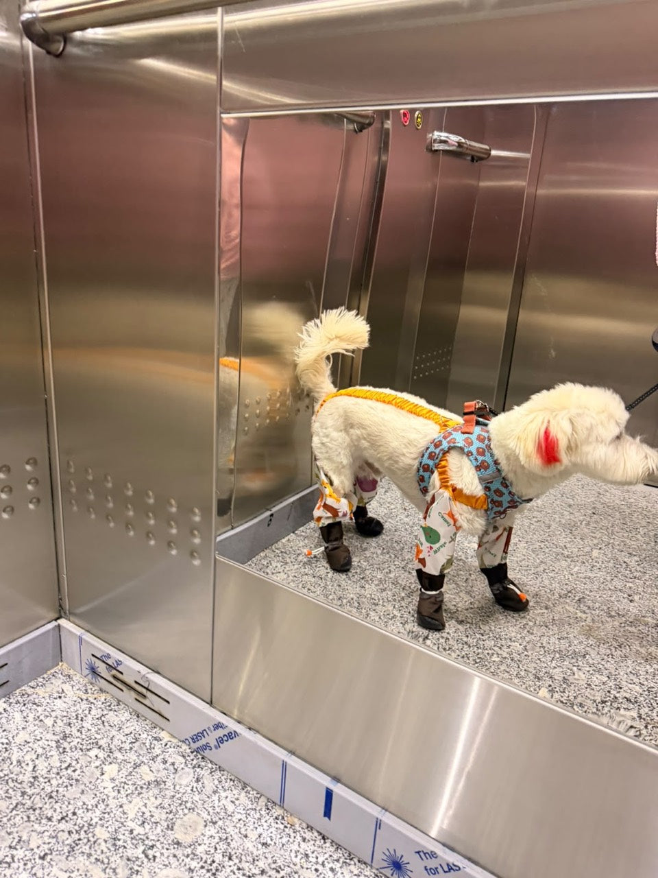Ayakkabılı tulum giyen beyaz köpek, asansörde