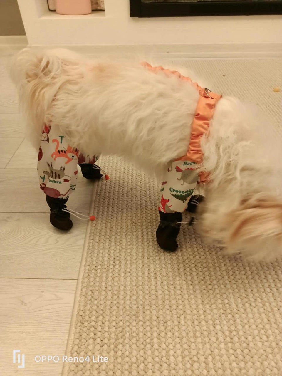 Desenli ayakkabılı tulum giyen beyaz köpek, ev içinde