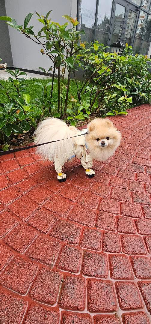 Ayıcık desenli yağmurluk giyen köpek, bahçe yolunda