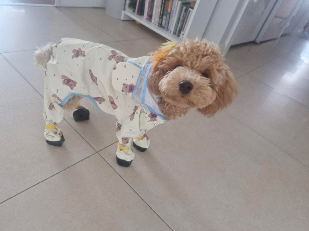 Ayıcık desenli yağmurluk giyen köpek, ev içinde