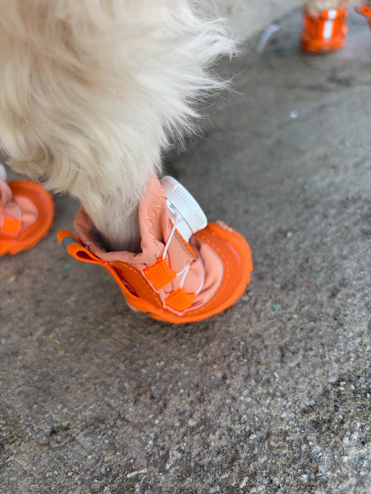 Turuncu köpek ayakkabısının pati üzerindeki yakın görünümü