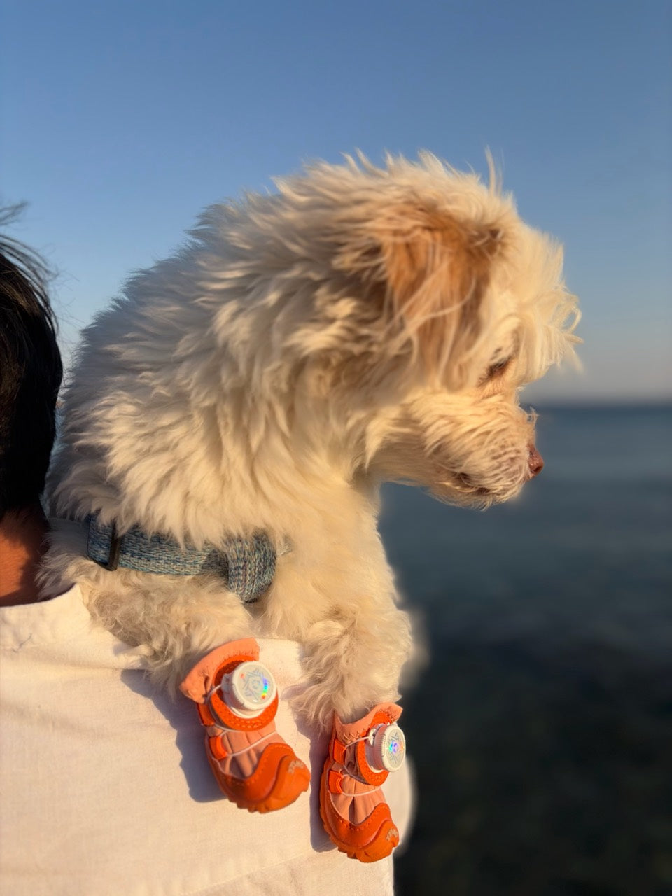 Turuncu ayakkabı giyen beyaz köpek, deniz kenarında